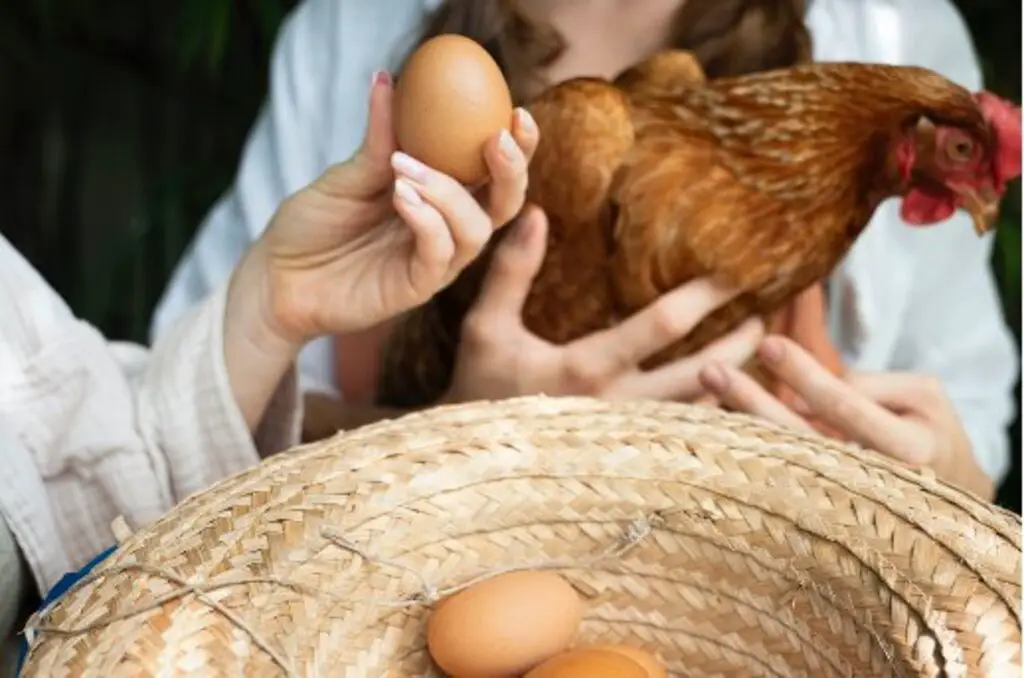 Descubre los Fascinantes Tipos de Huevos de Animales