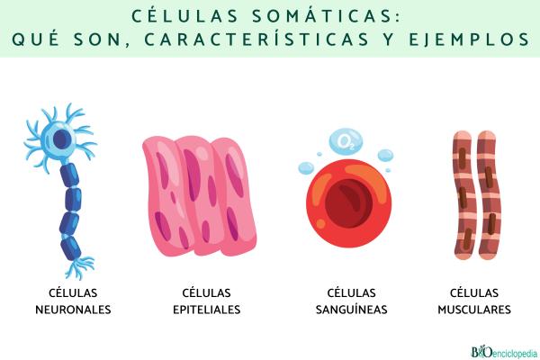 Descubre qué son las células somáticas: ejemplos y funciones