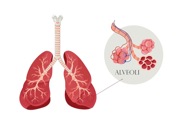 Descubriendo el oxígeno: ¿Un metal en nuestros pulmones?