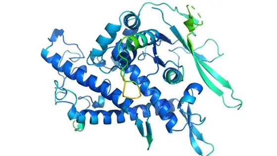 Descubriendo la estructura de las proteínas: alfa hélice y beta plegada