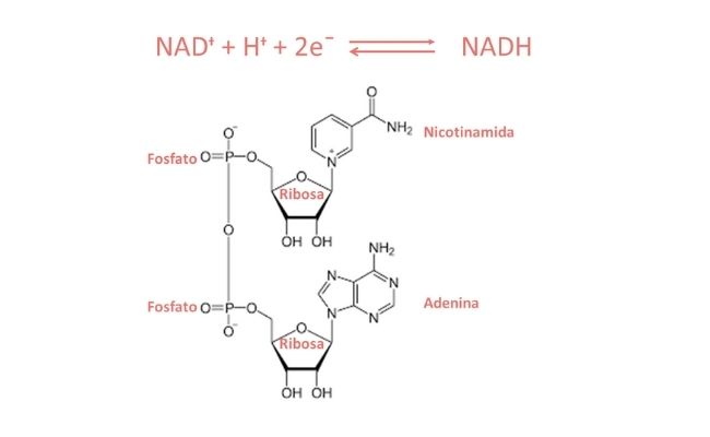Dinucleótido de Nicotinamida y Adenina: El Poder de la Coenzima NAD