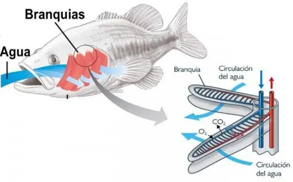 El papel vital de las branquias: ¡Descubre su función en los seres acuáticos!