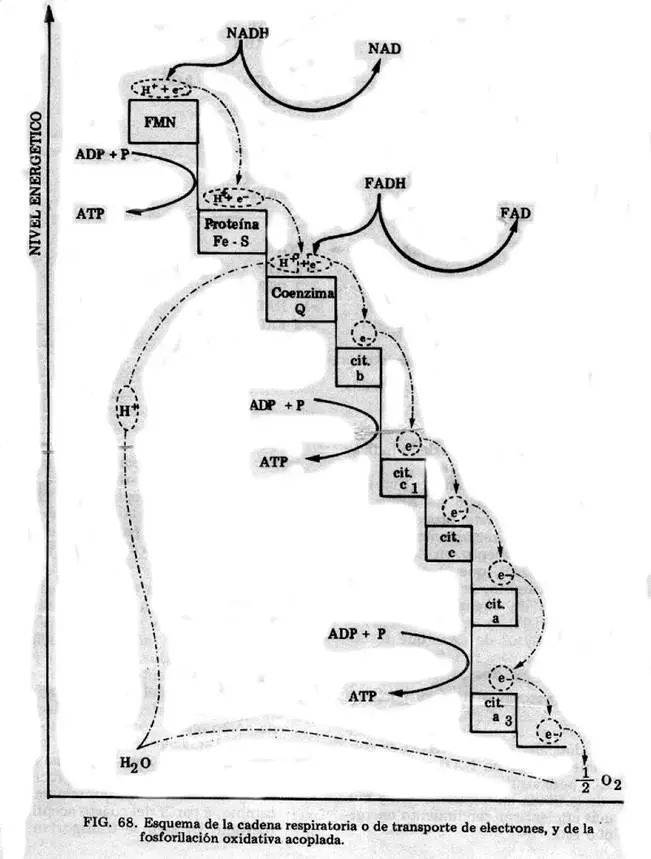 La clave de la energía: Síntesis de ATP a partir de ADP