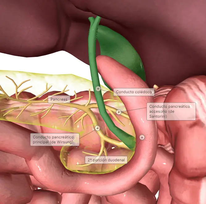 Todo lo que debes saber sobre el conducto biliar común del páncreas
