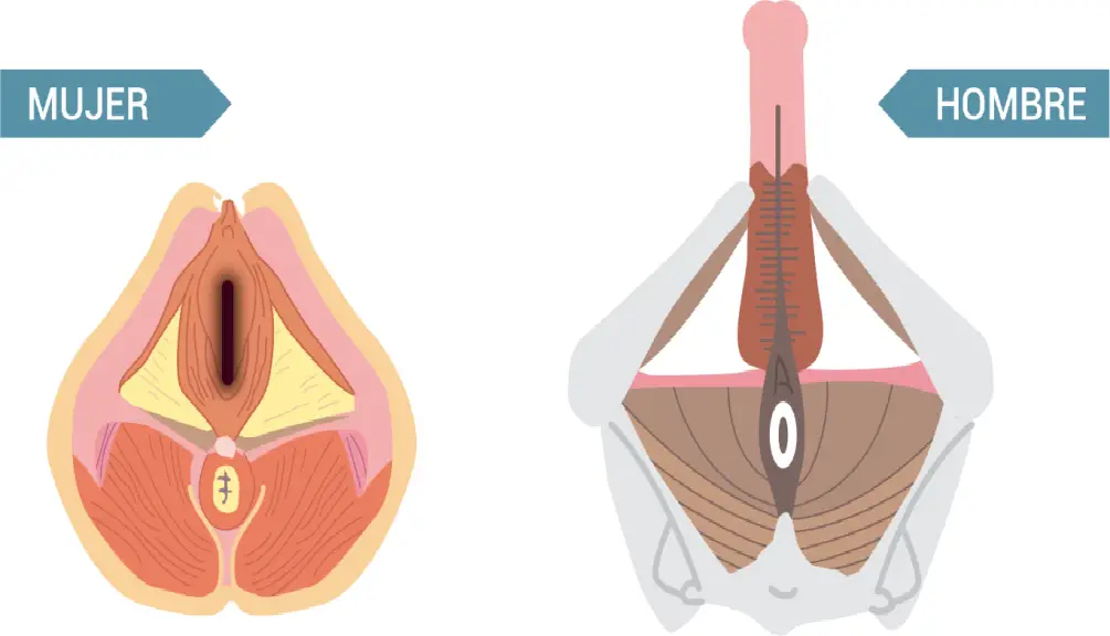 Todo lo que debes saber sobre el músculo esfínter externo de la uretra: Funciones y cuidados